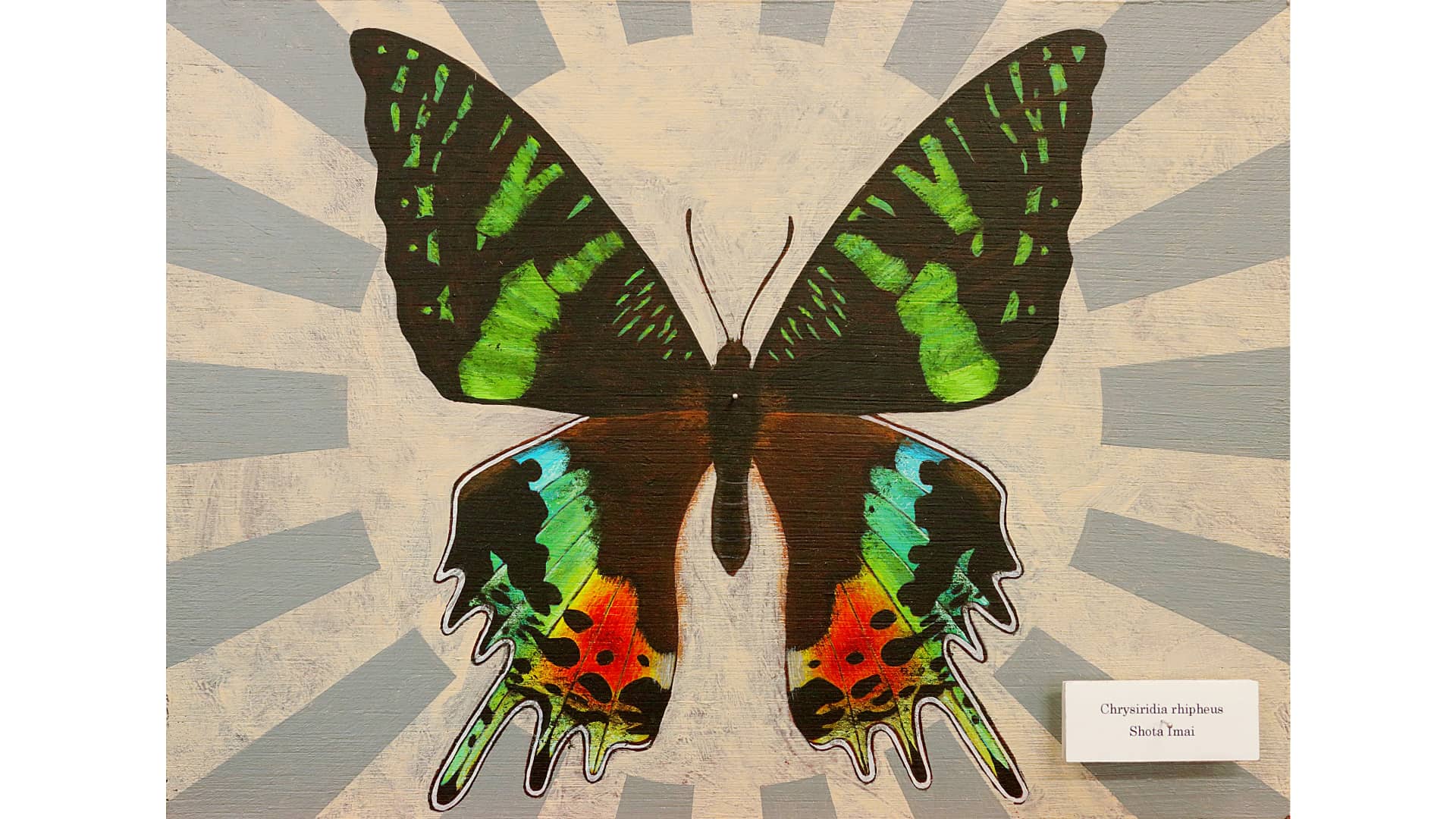 Lepidoptera, 2018, Acrylic on board with nails and styrene board, 220x273mm
